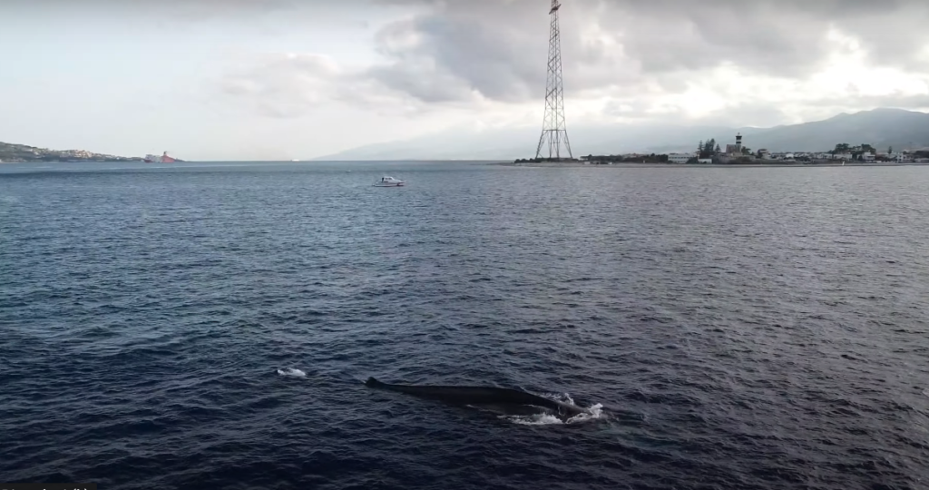 Passaggio della balena “Codamozza” a Capo Peloro (MESSINA)