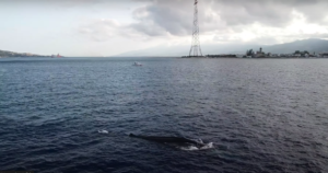 Passaggio della balena "Codamozza" a Capo Peloro (MESSINA)