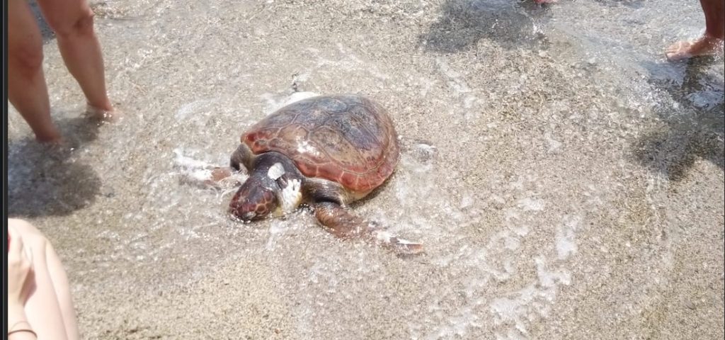 Tartaruga spiaggiata a Messina, lungo la riva di Sant’Agata