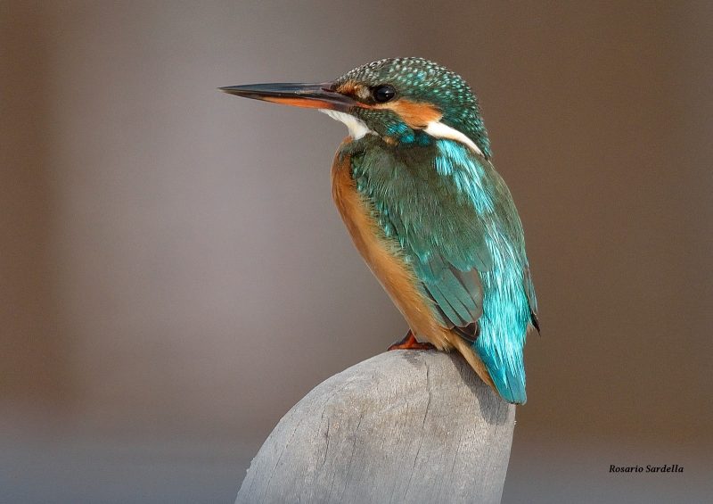 Foto di Rosario Sardella